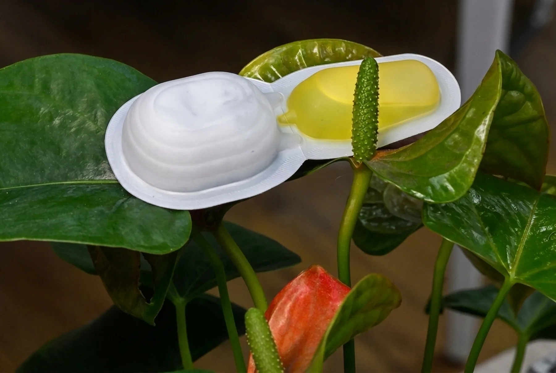 An unprinted two-chamber blister pack photographed against green foliage